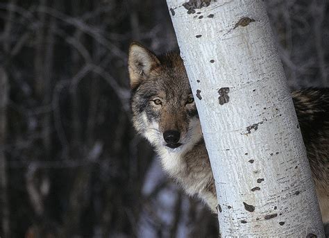 Wolf Hiding Novibet